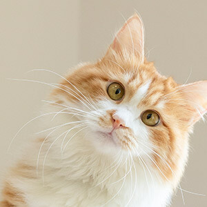 异地违章罚款处理流程_违章处理_处理异地违章罚款